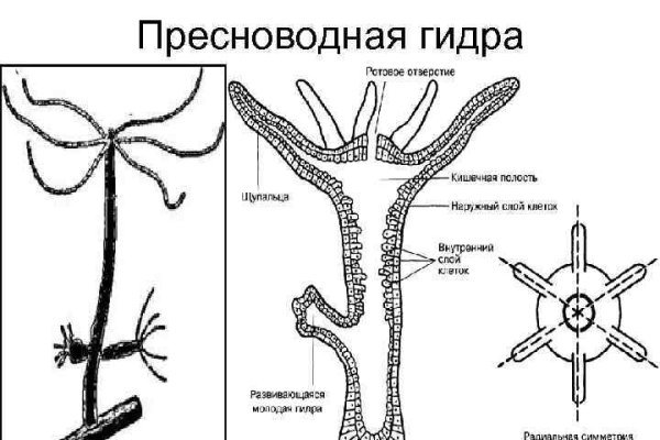 Блэк спрут домен